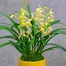 仁姐（好物在橱窗）