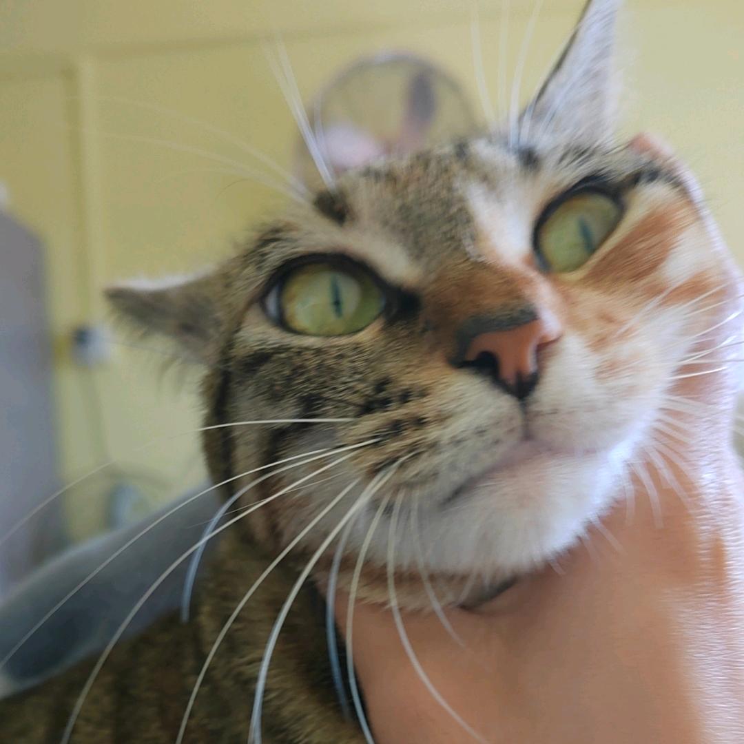 淼苗是只猫