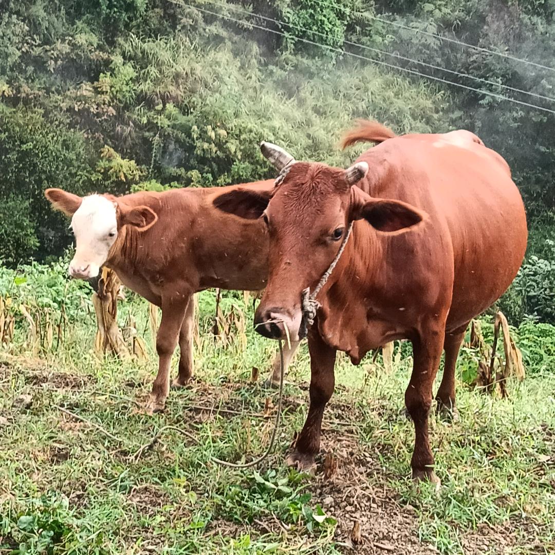 牛🐮