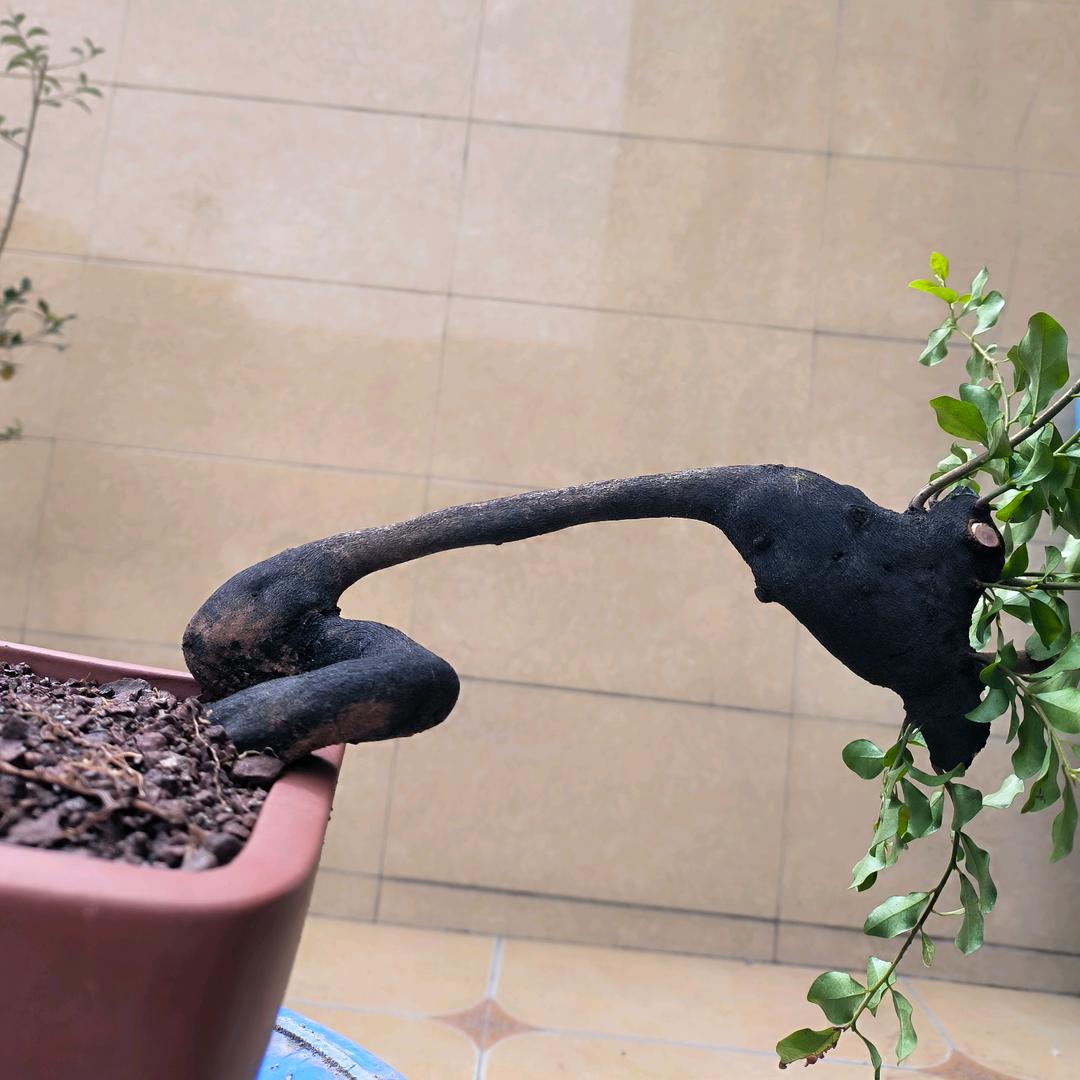 山有木兮木有枝