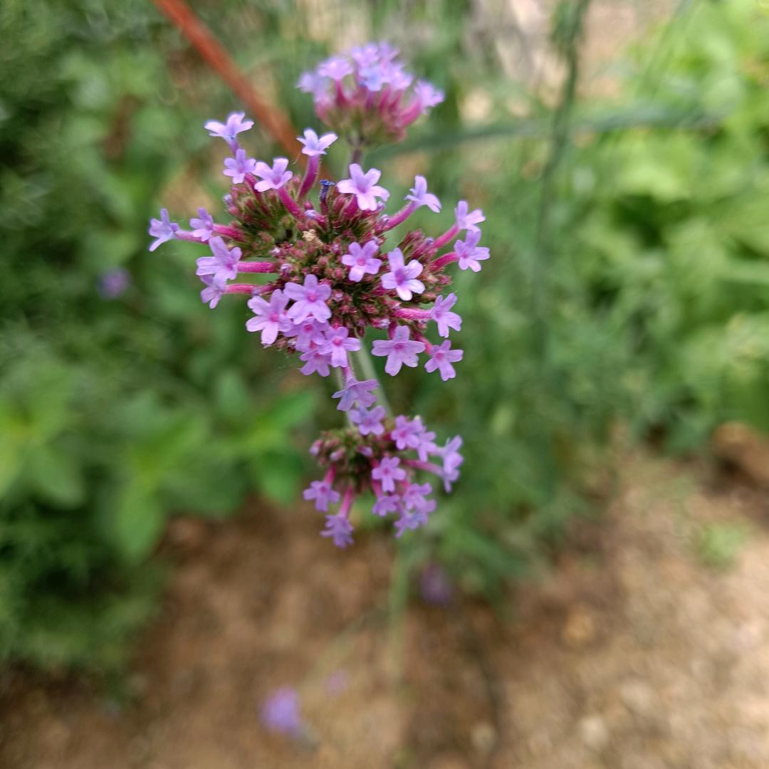 夏至