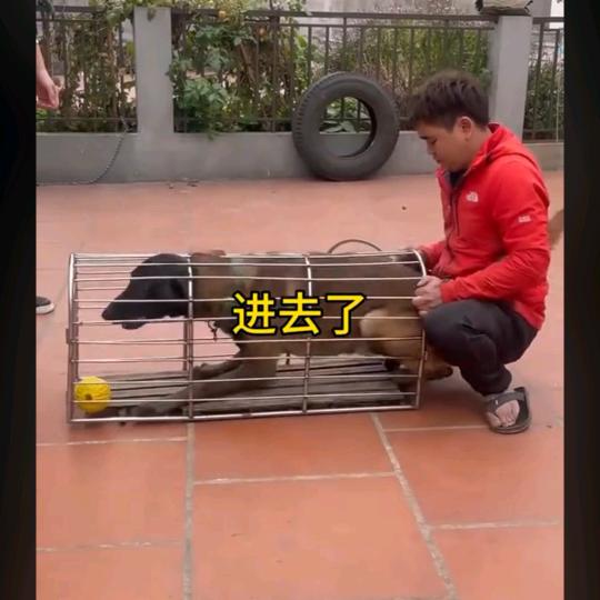 狗进去了