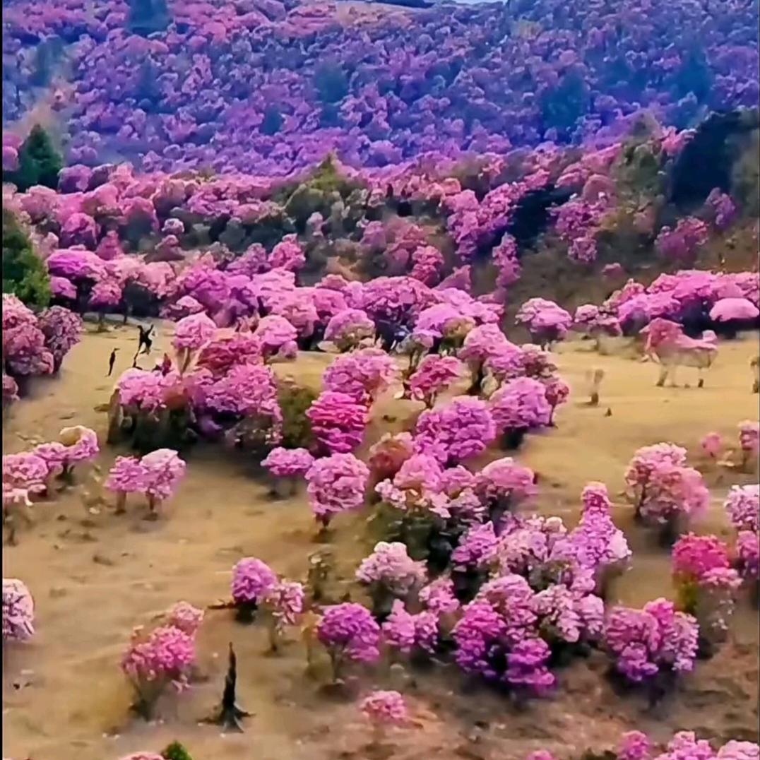 🍃🌹百💕李🌹挑🌺一💞?