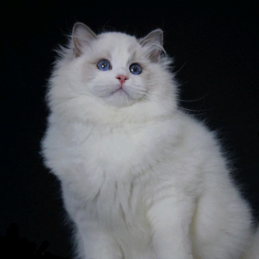 6度布偶猫