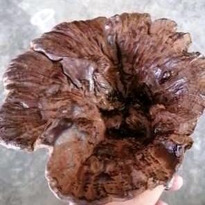 粟娃