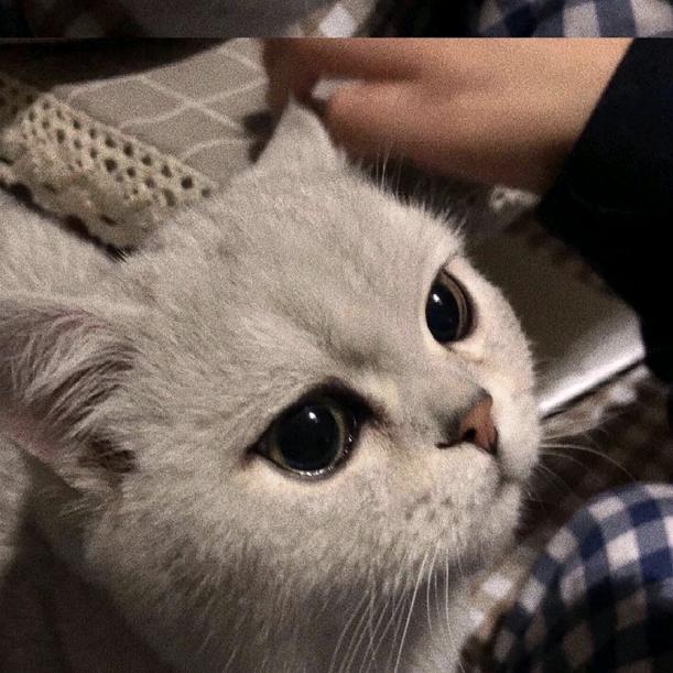 艾玛