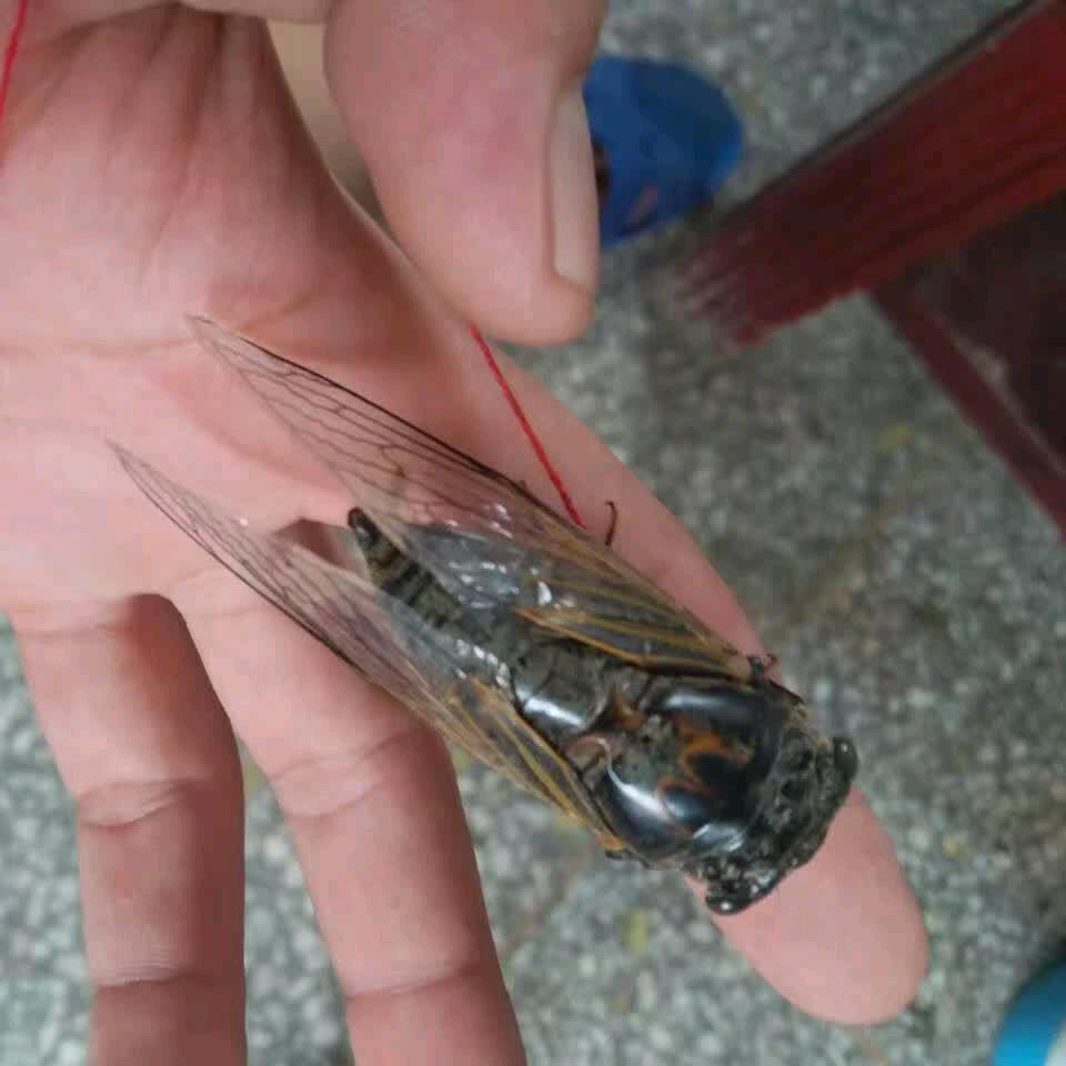 三笙    天气