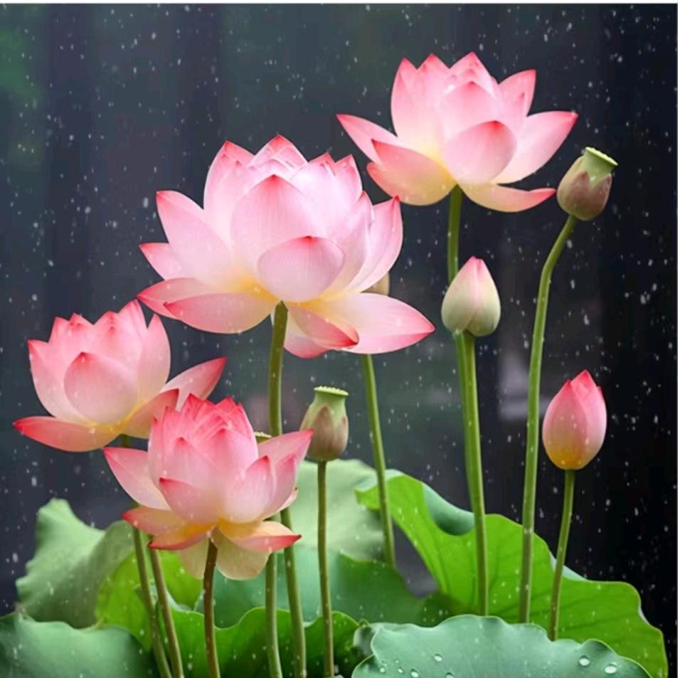 心静如水~