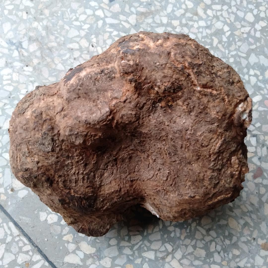茯苓靖州(谷子哥)