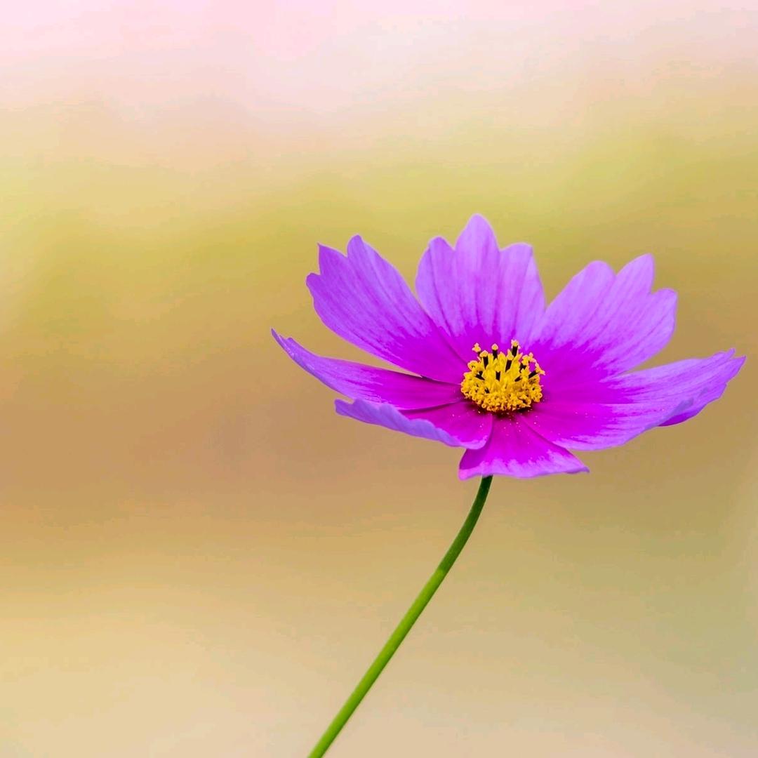 包来顺中式快餐--李云