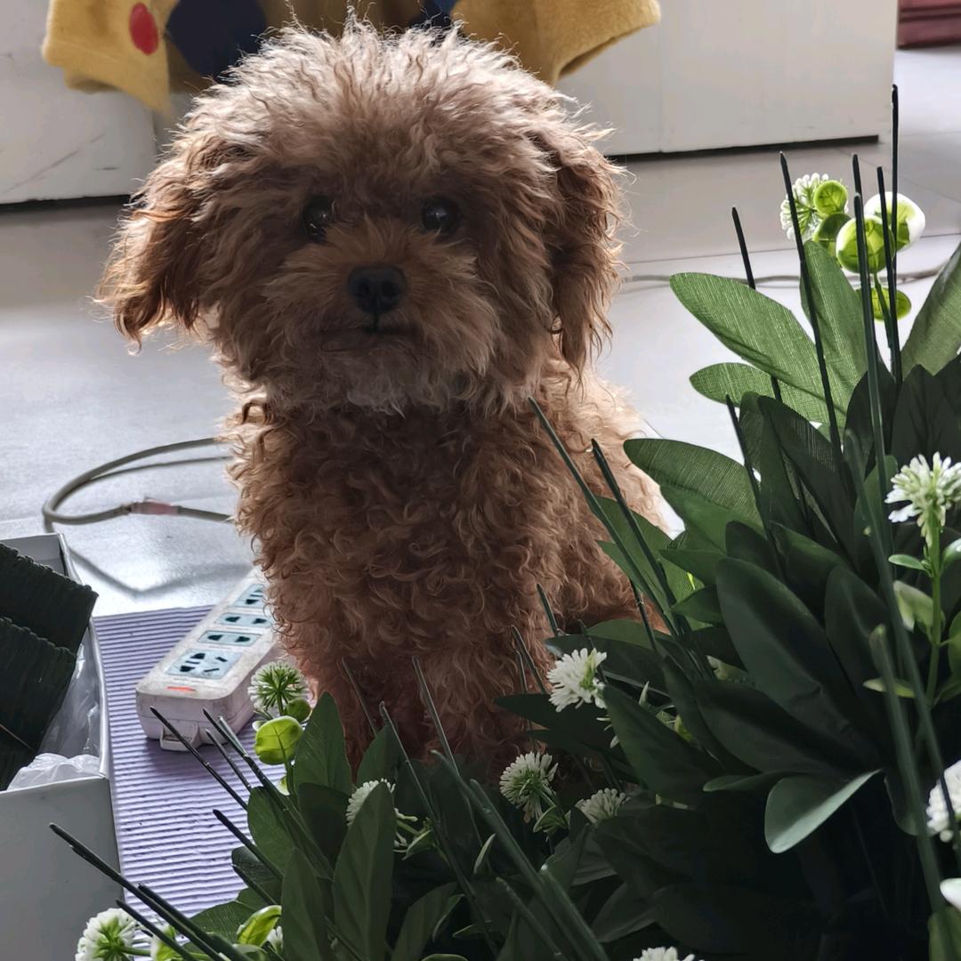 吱唔猪🐷