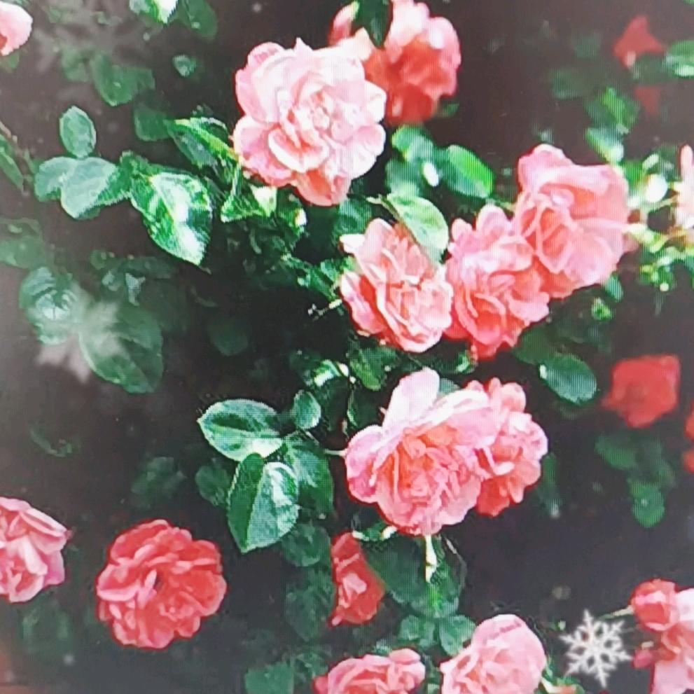 奇迹晚晚