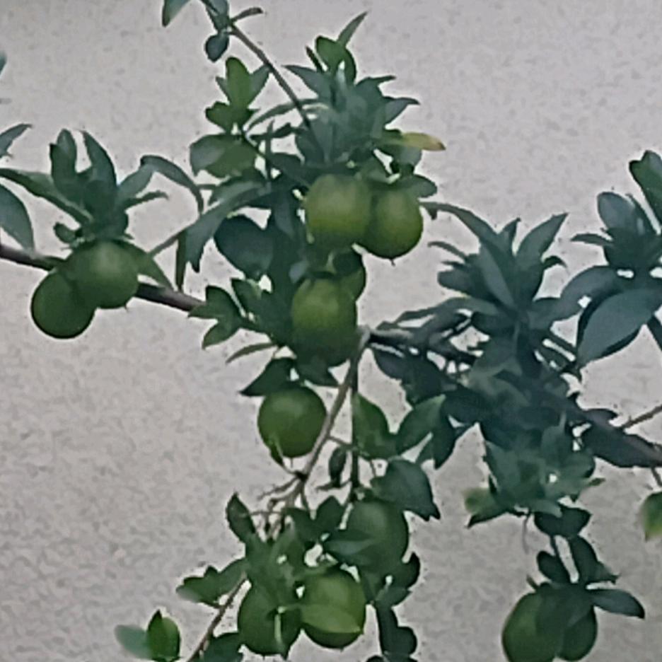 勿～忘～我^O^o>_<o