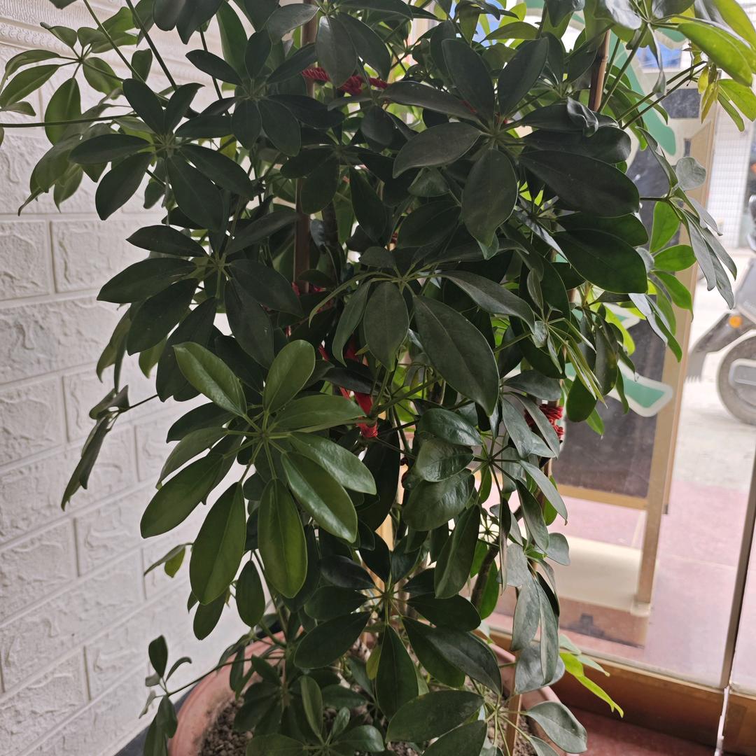 芳姐，🍒🍒🌷🌷