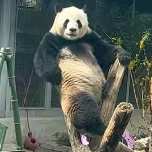 丫丫和萌兰