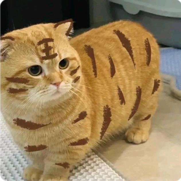 爱吃松子饼