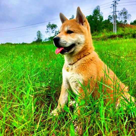 猛南是只田园犬