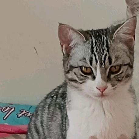 500元重金寻找我的小猫九月