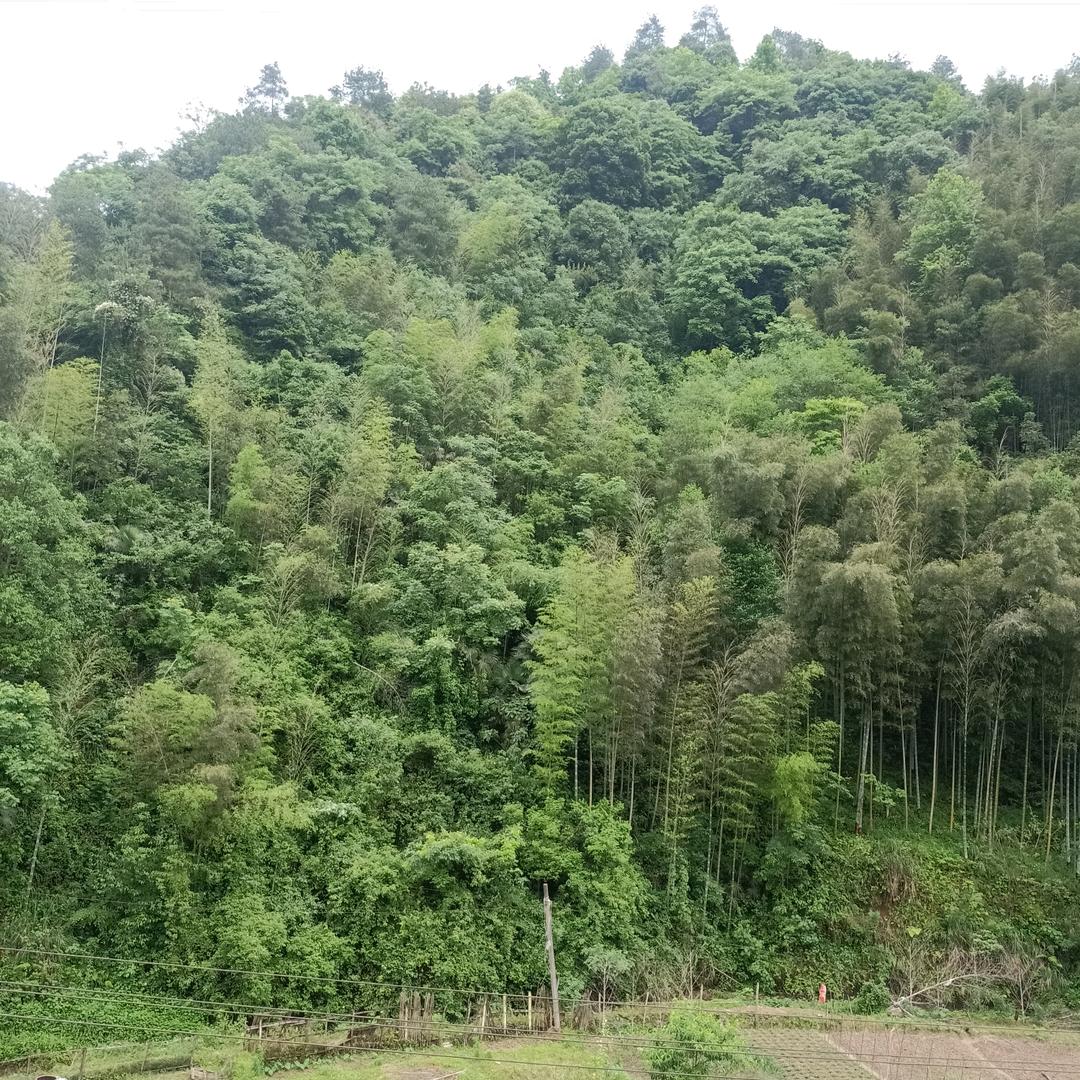 永远的明