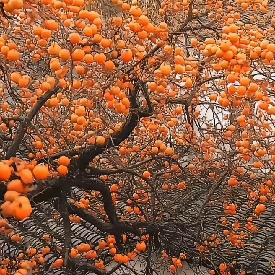 一昂杨