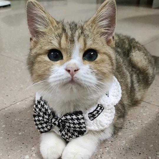 仔仔猫多宝