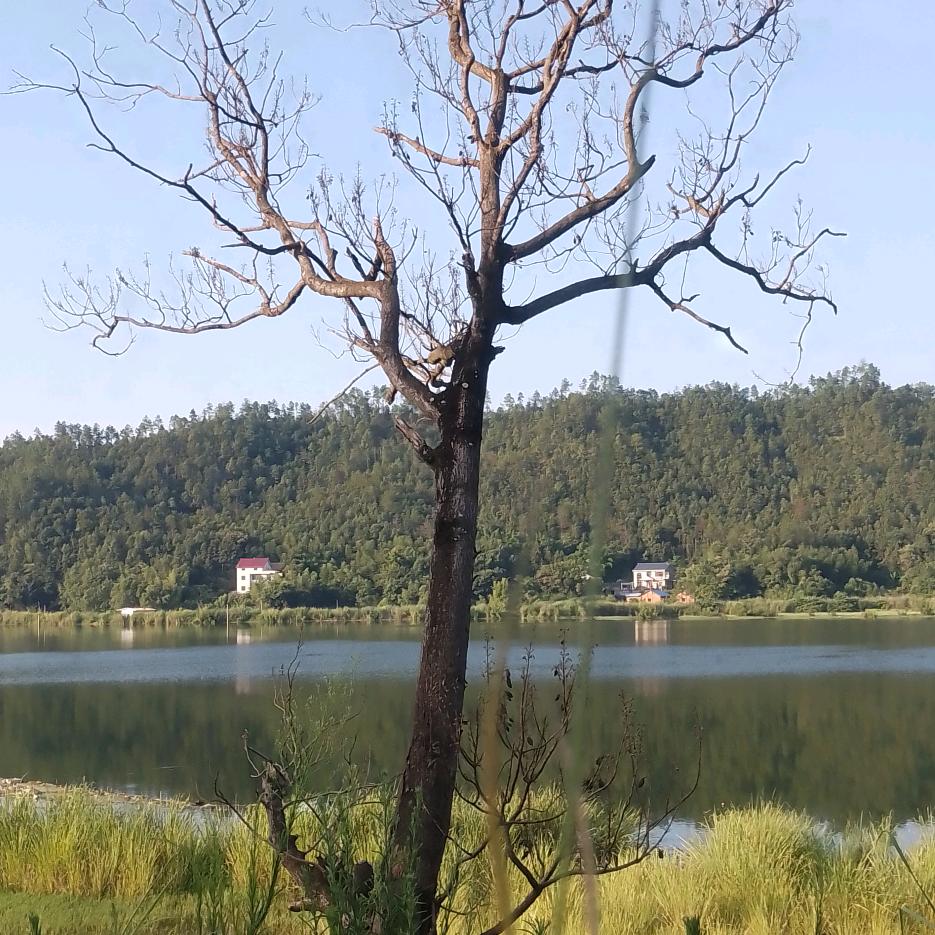安草儿