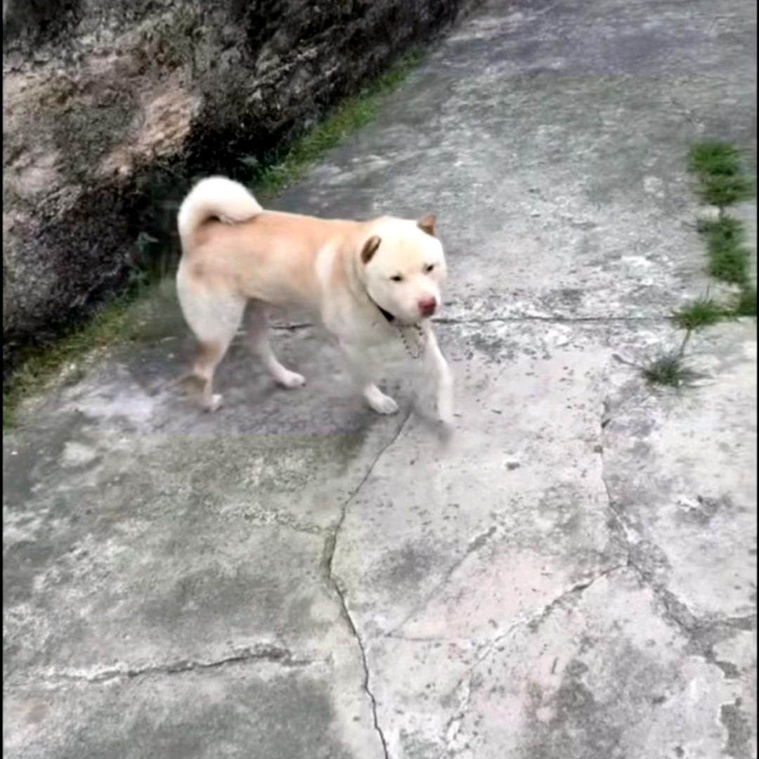 波弟2号