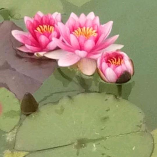 老陈