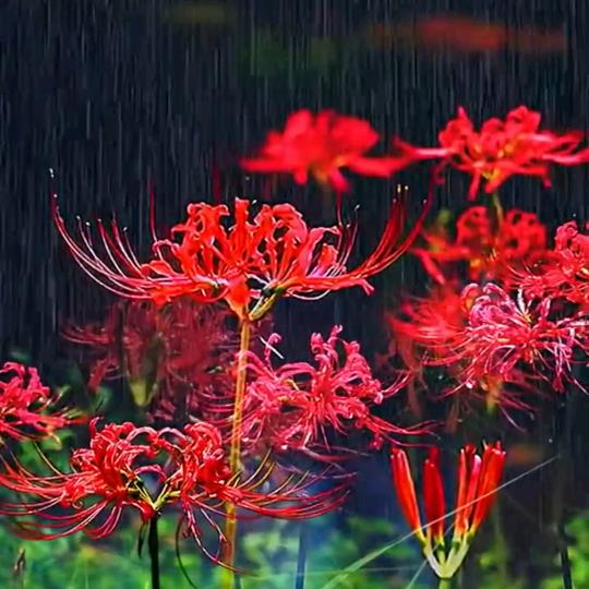 人间半途⇆白榆