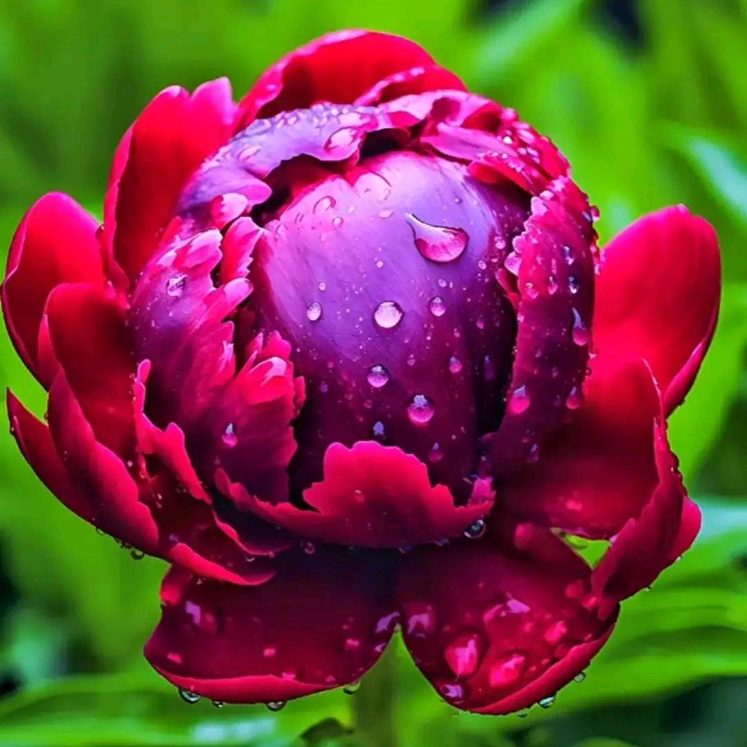 花❤️哥哥