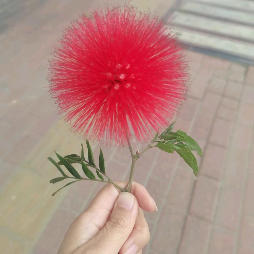 🍀🍀幸运草
