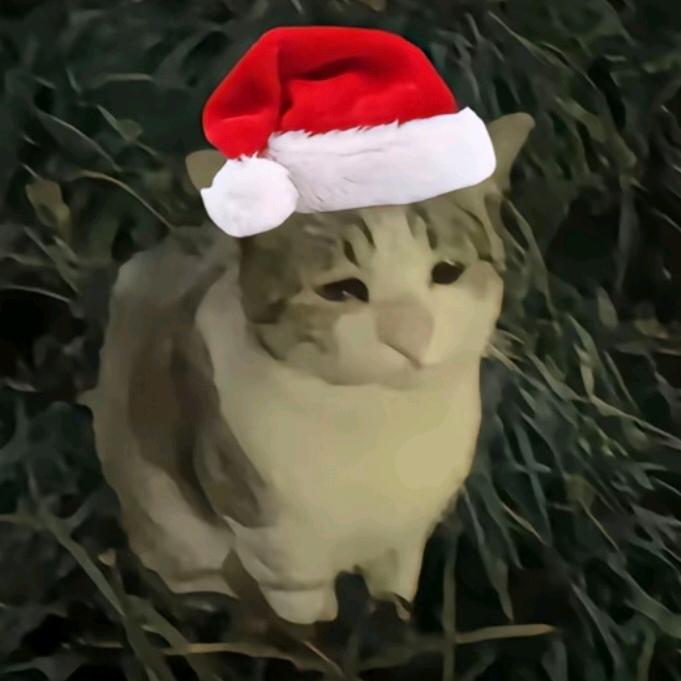 汤圆是只布偶猫