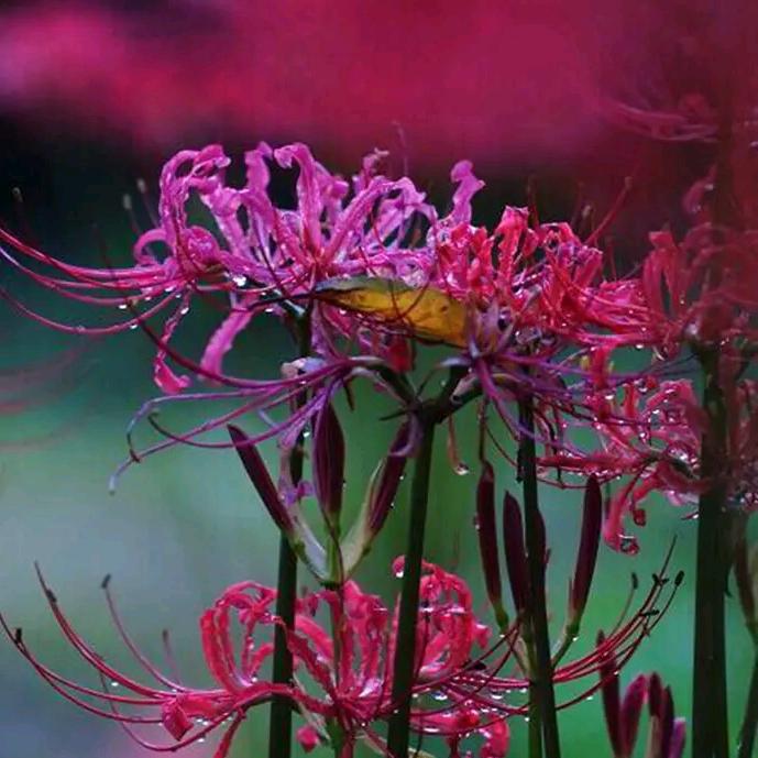 ꧁💞帝顏💞᭄᪲ᩚ꯭ᩚ꧂