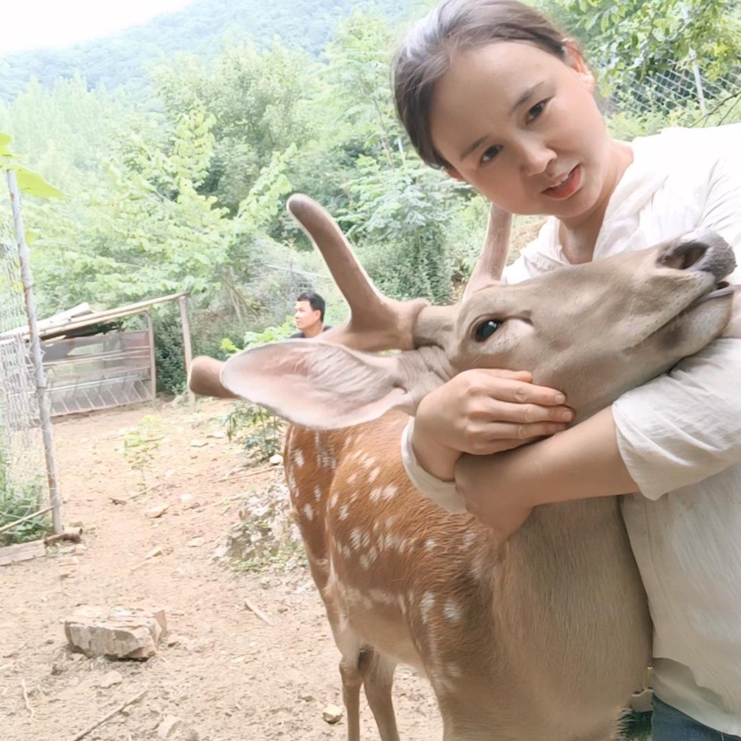 襄阳鹿妹