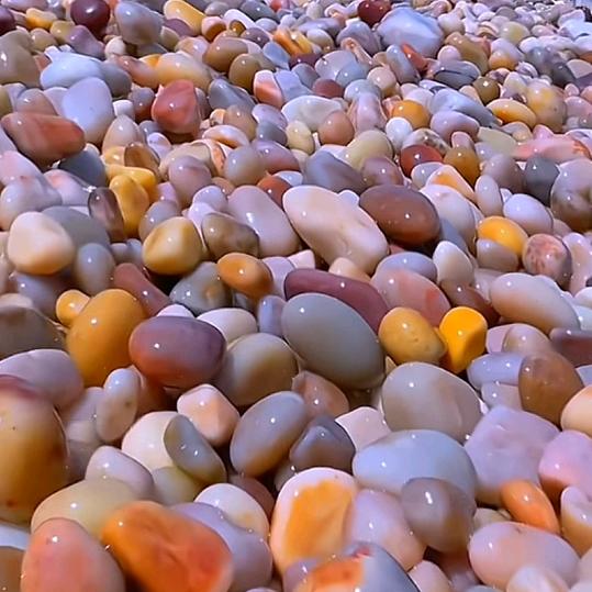向阳花