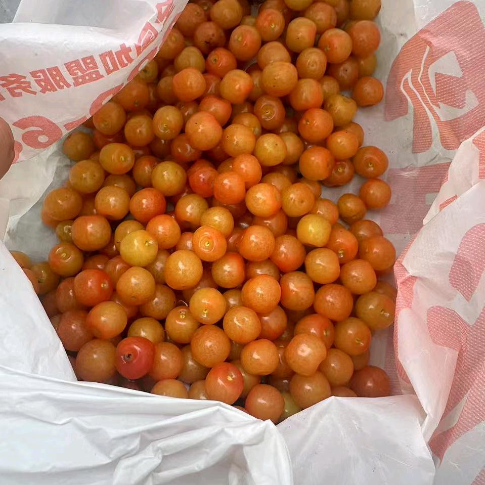 菲姐姐