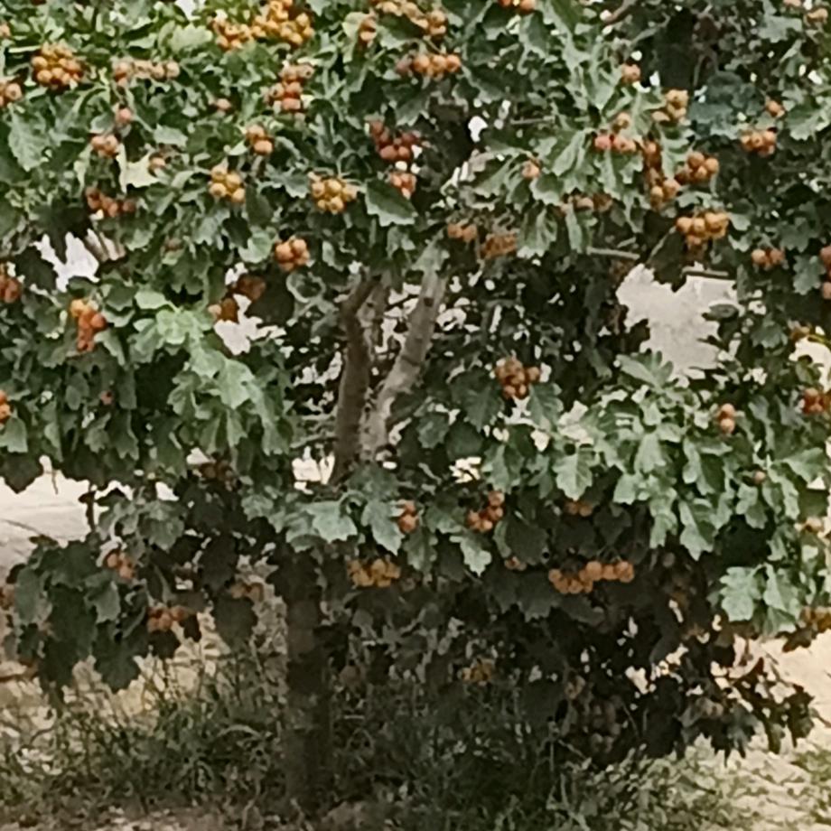 用户9295491035034米哥