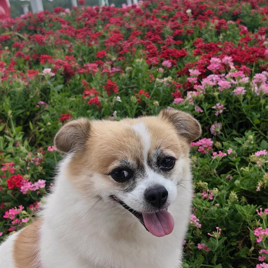 小米xhx
