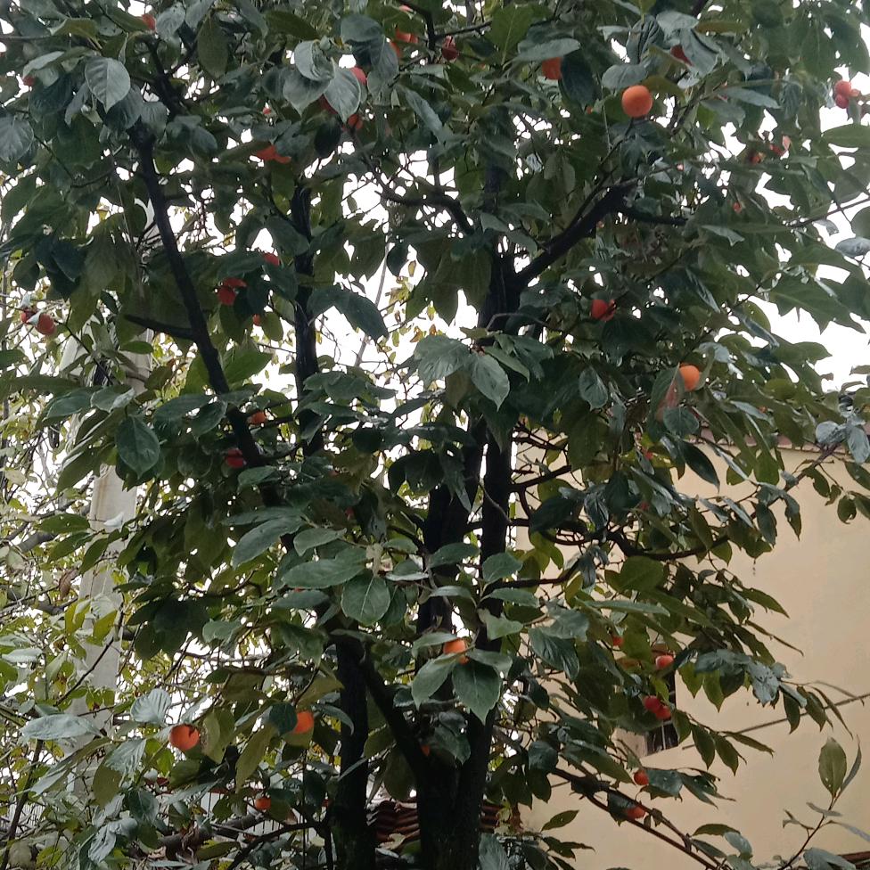 简单大叔