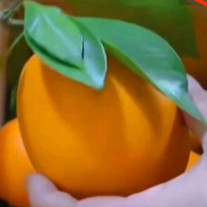 赣南脐橙❤️果园直发