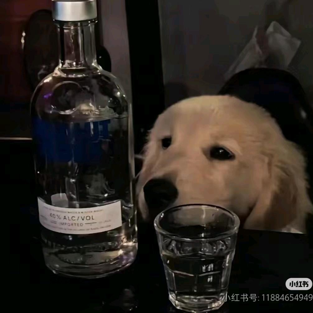 叨叨叨猪