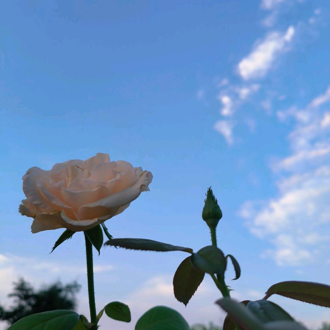 英姐(早上5:50开播)