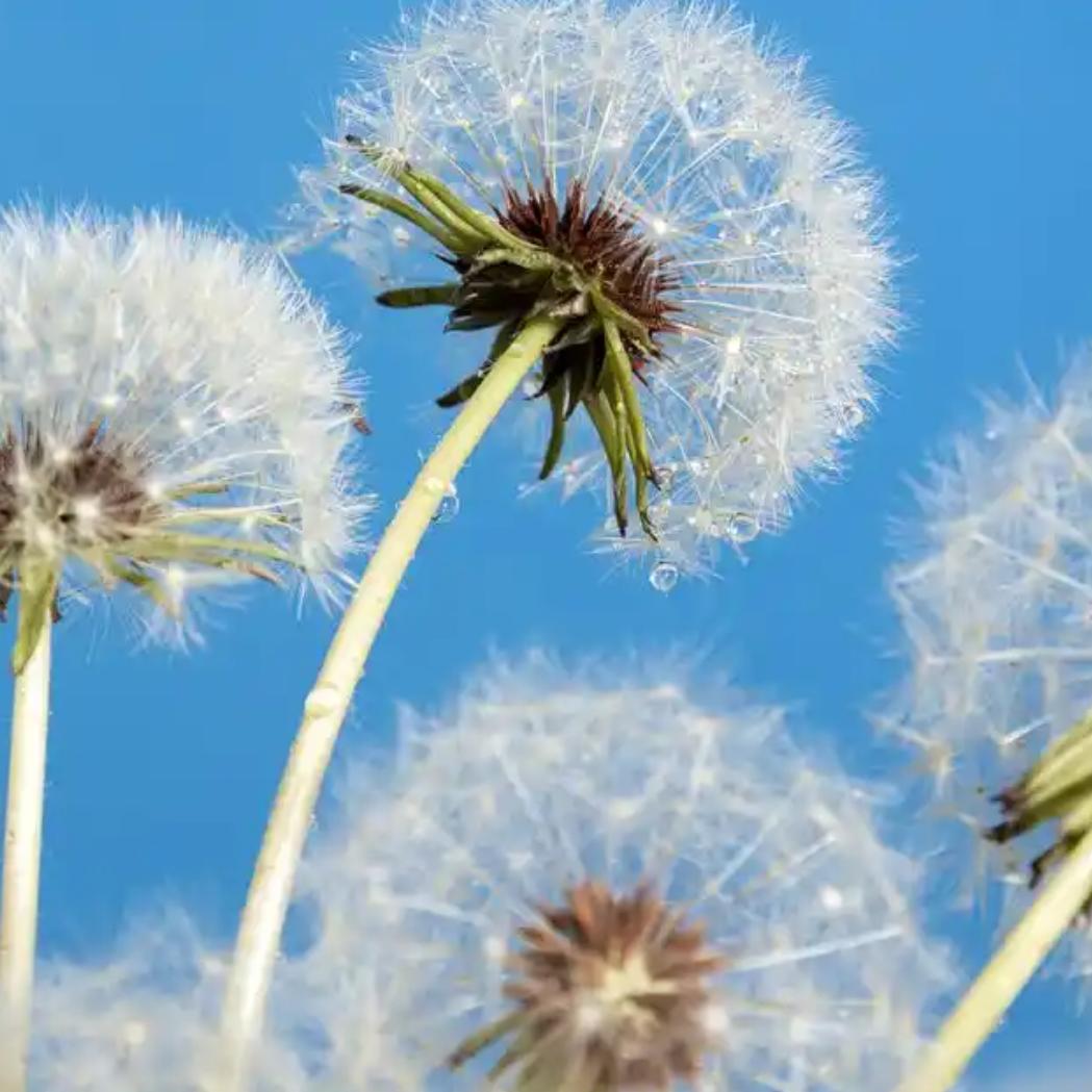 蒲公英