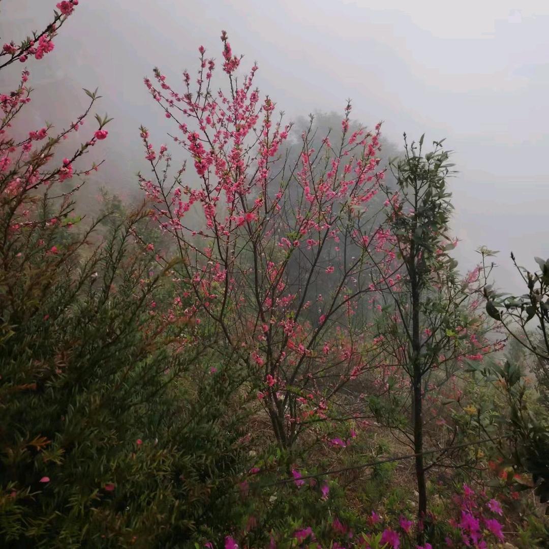 💫笑颜如初