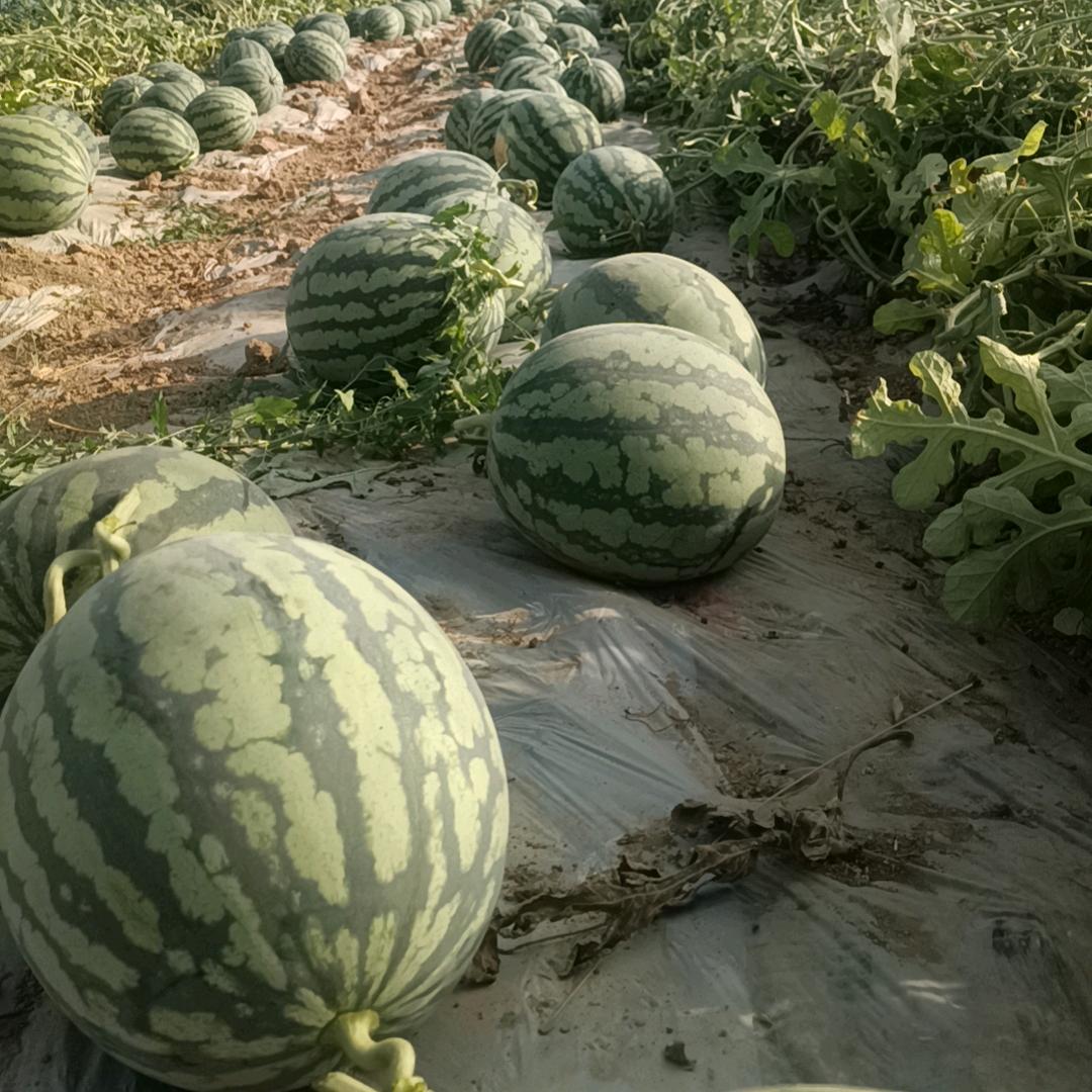 胡哥(麒麟西瓜种植)