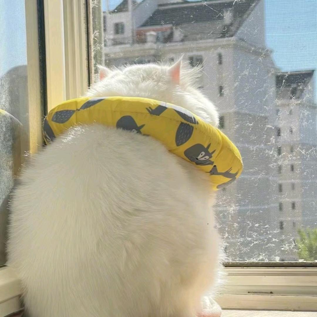 在匹兹堡聊天的满天星