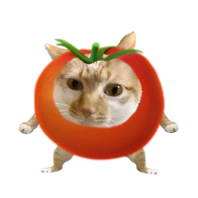 番茄猫
