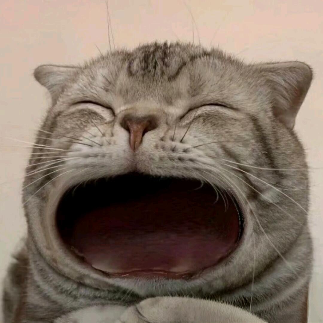 桥松