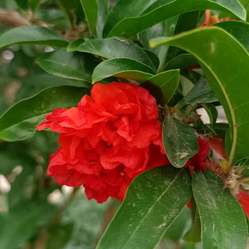 陌上花开