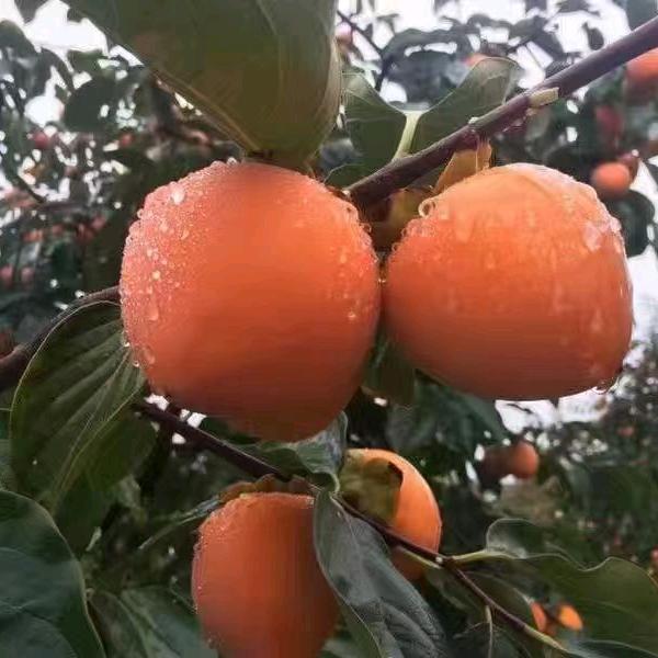 孩他爹